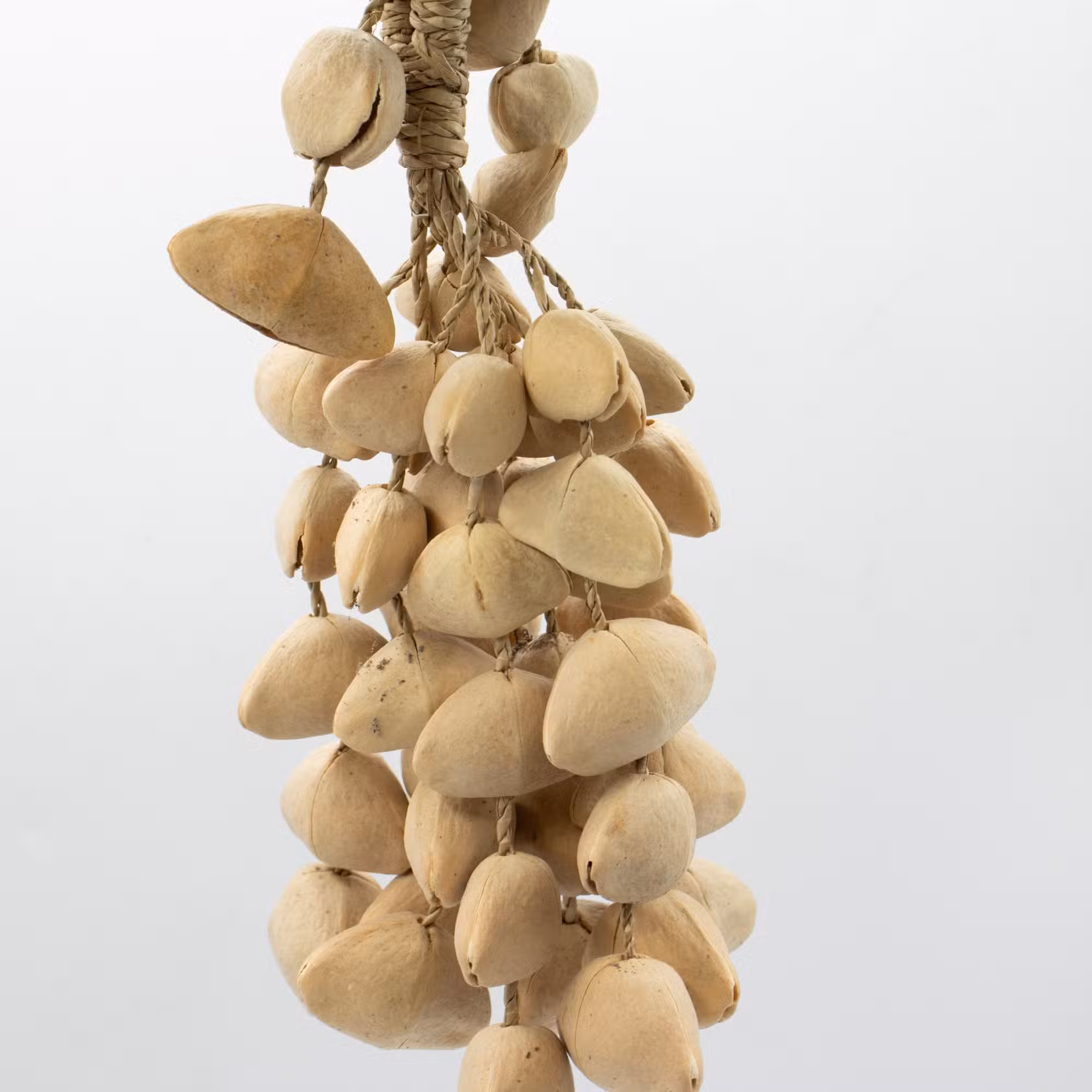 Shaker Lung din Scoici Kenari (50 Scoici) - imagine 2